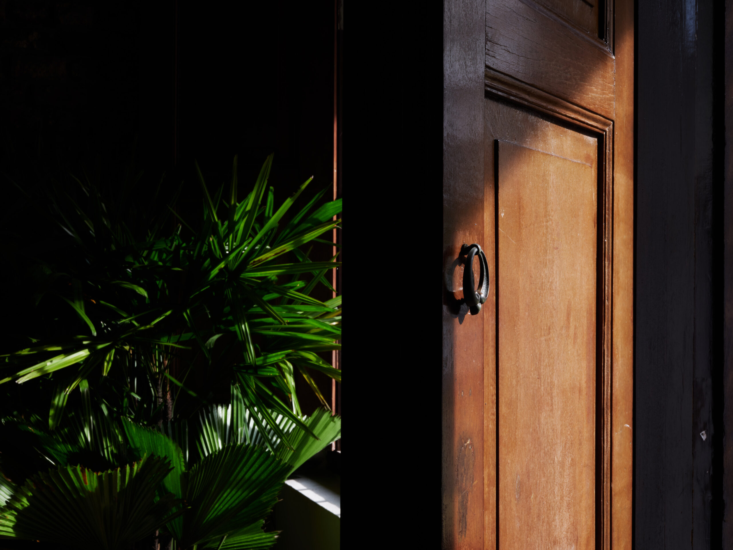 Partially open wooden door with a dark metal handle, revealing lush green plants inside, lit by dramatic sunlight against a shadowed interior.